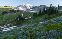 Mount Rainier Flower Slopes.jpg